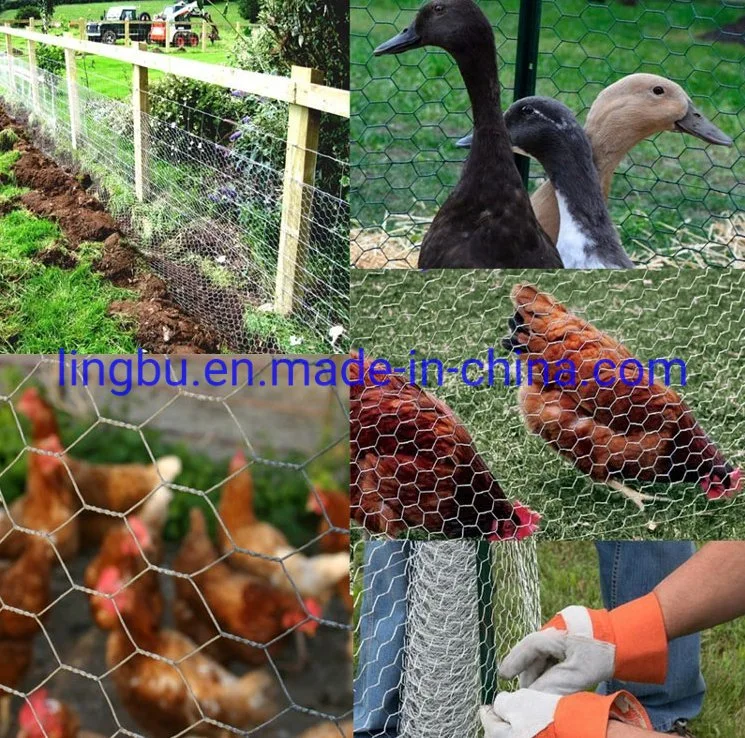 Hot Dipped Galvanized Poultry Chicken Wire Mesh with Hexagonal Wire Netting