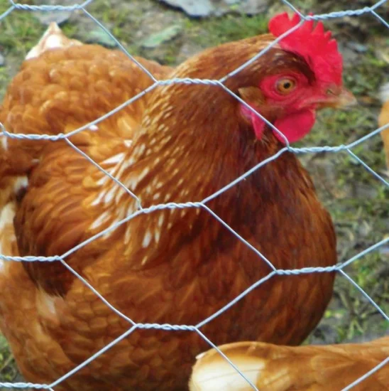 Tissage Hexagonal Wire Mesh Hexagonal Livestock Wire Filet avec des trous hexagonaux pour l'oie de canard de poulet